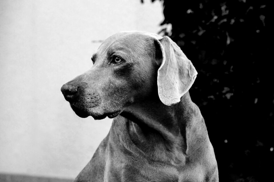 Animal pet black and white