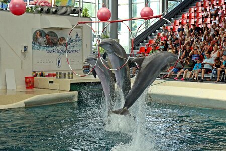 Preview jumping aquarium