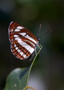Stripes insecta wings