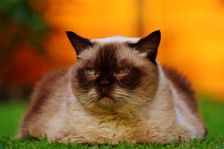 Fur brown beige
