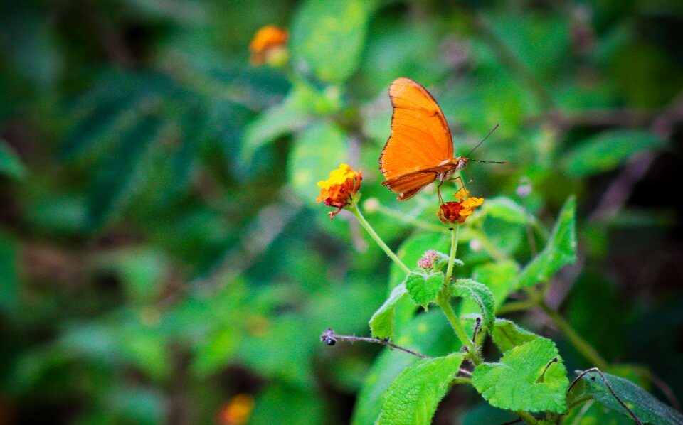 Nature animal wing