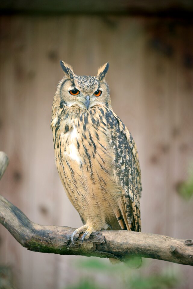 Branch bird eagle-owl
