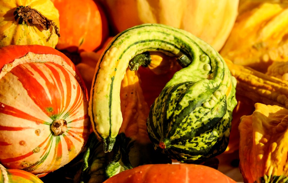 Thanksgiving autumn agriculture