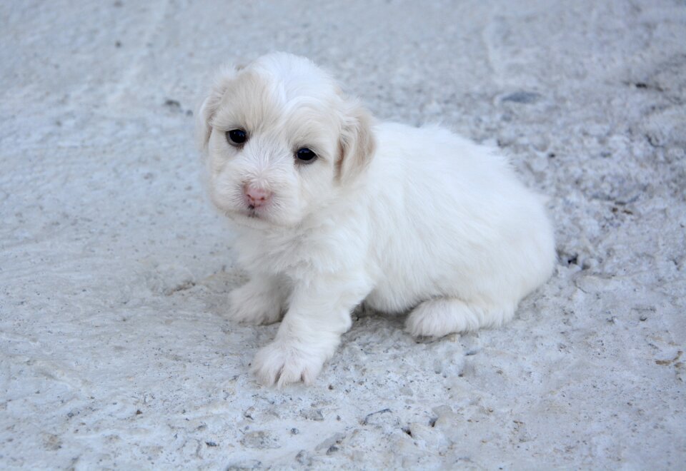 Animal white fur animals photo