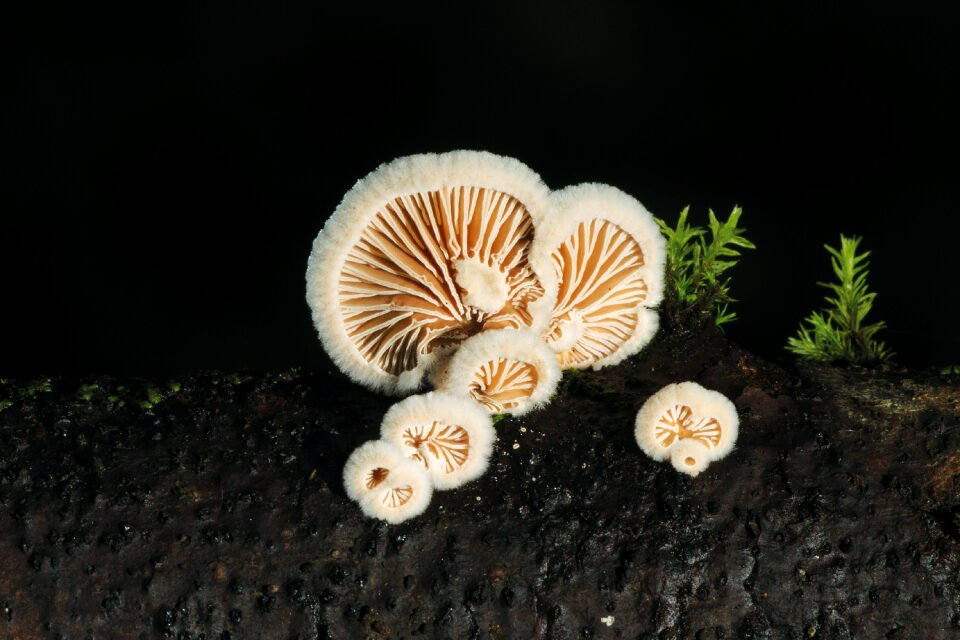 Tree fungus nature autumn