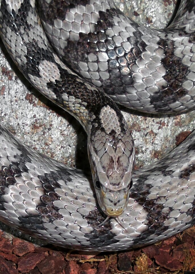 Gray black gray snake