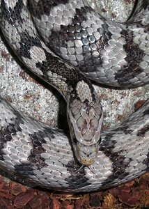 Gray black gray snake