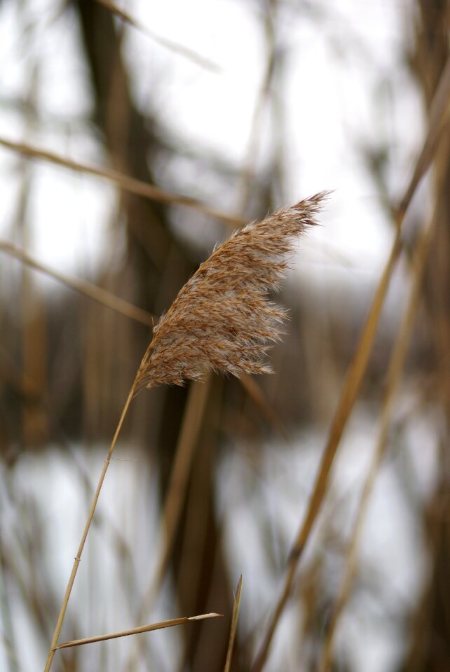 Bank grass autumn