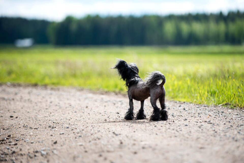 Summer chinese crested silhouette