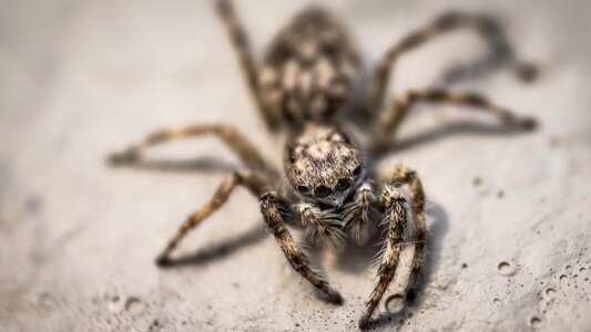 Scary arachnophobia creepy