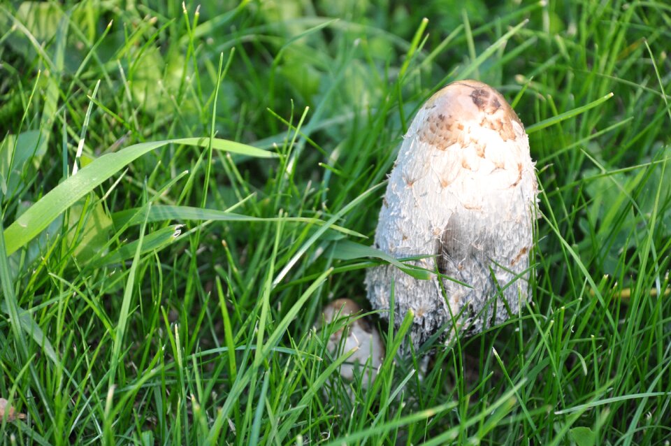 Forest mushrooms fall wood