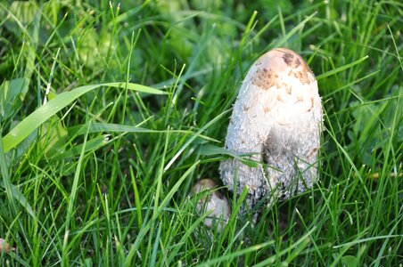 Forest mushrooms fall wood