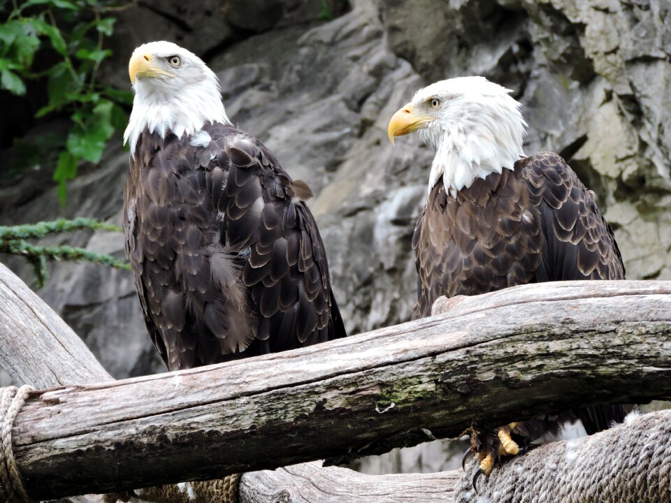 Bald wildlife american