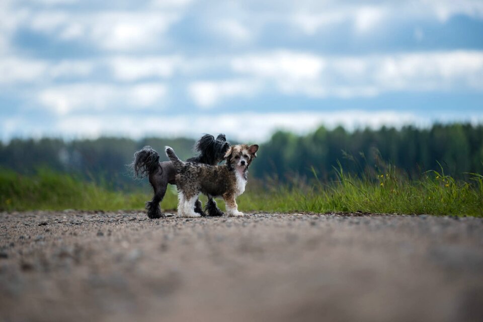 Summer chinese crested the doglife