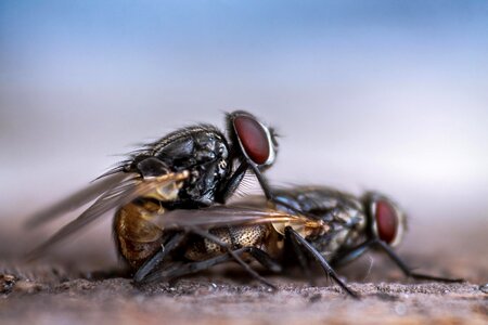 Insect bug macro