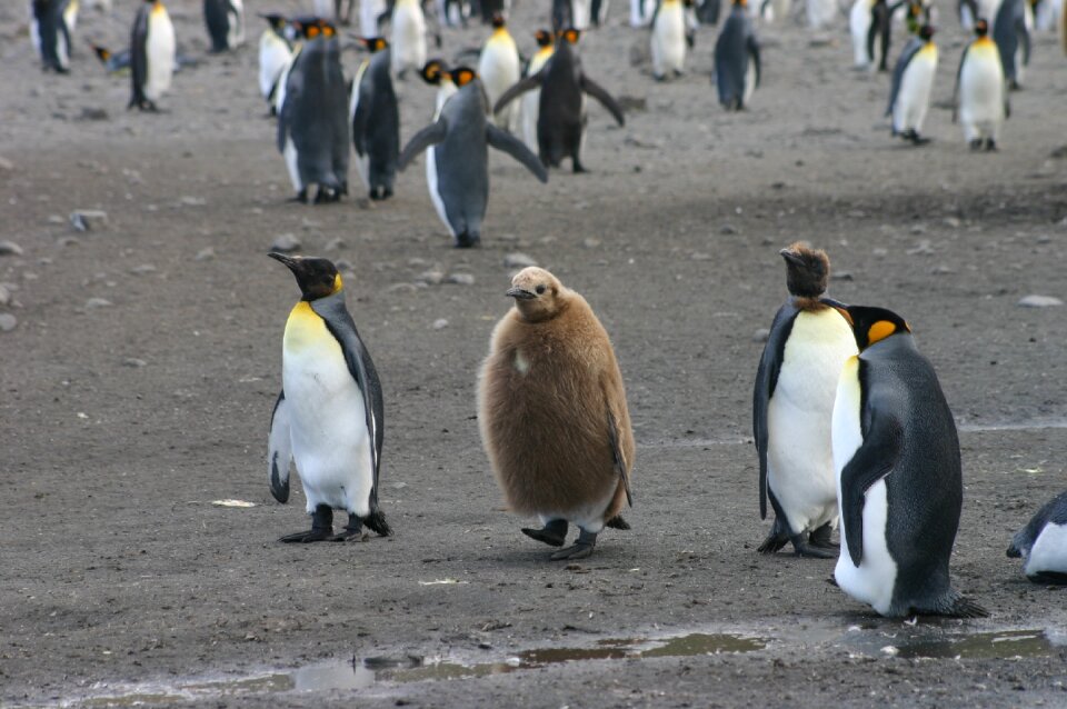 Emperor cute animal