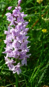 Mountain-meadow close up protected