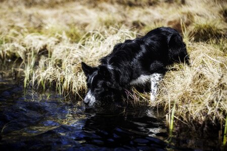 Working dog sheepdog shepherd photo