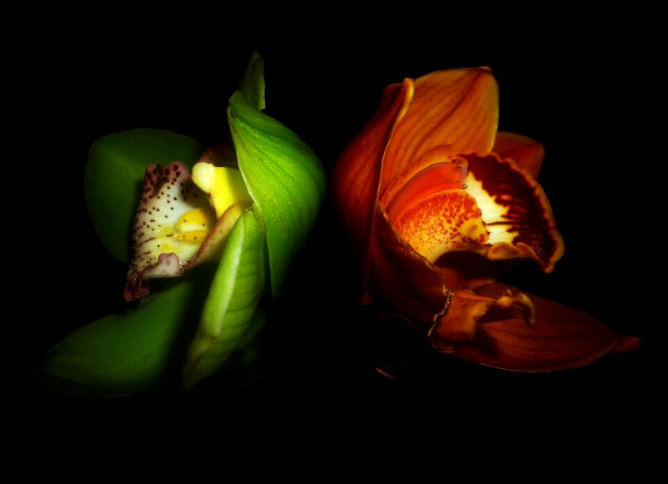 Flower contrast colors
