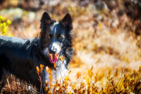 Working dog sheepdog shepherd photo