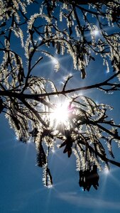 Hoarfrost frost backlighting photo