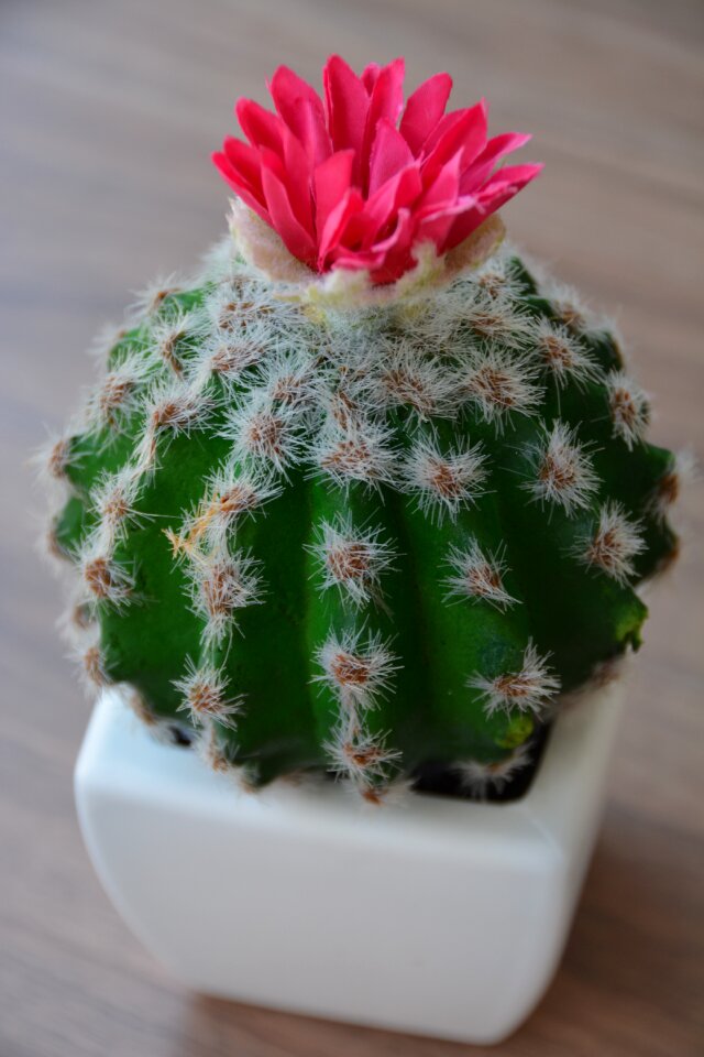 Desert garden pink