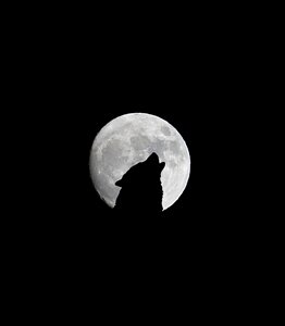 Wolf night darkness photo