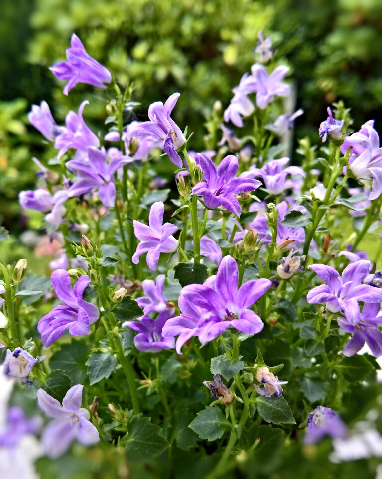 Blossom bloom violet