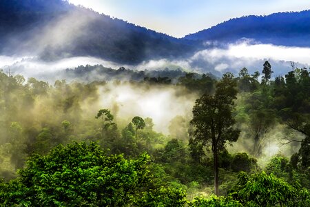 Nature landscape foggy