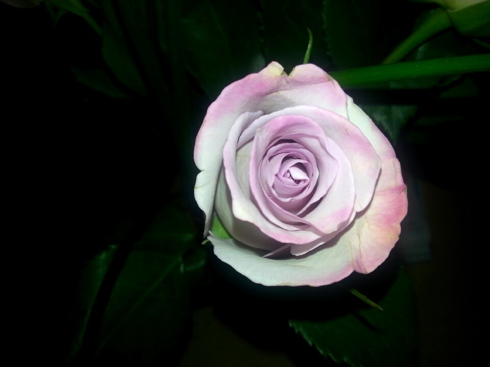 Pink rose flower black rose