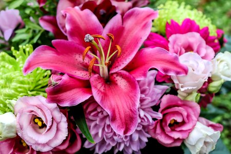 Bloom bloom pink