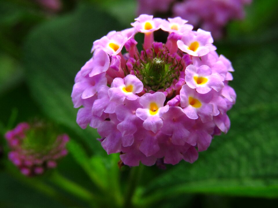 Round flower floral
