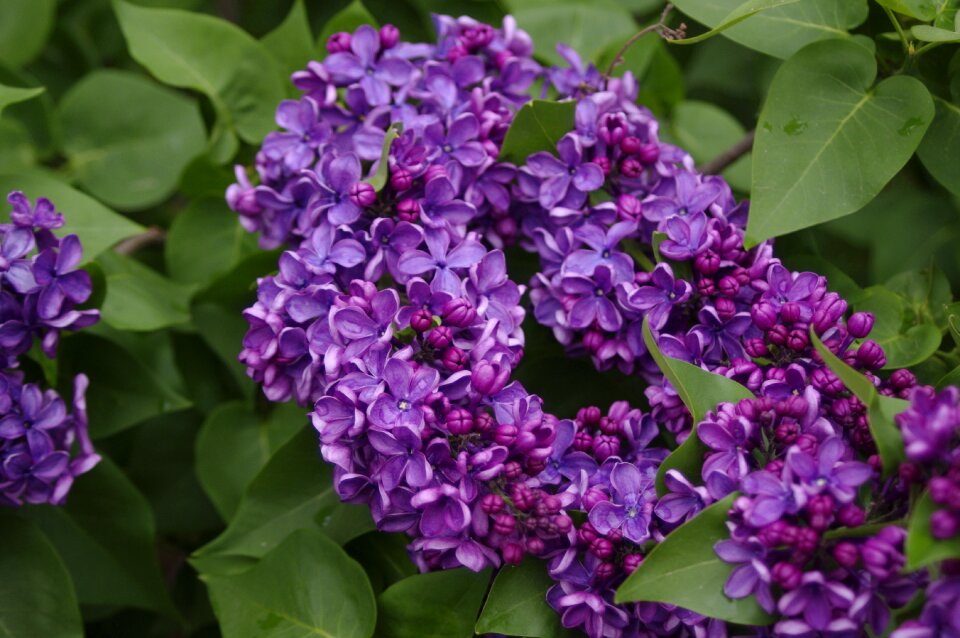 Flowers lilac Free photos