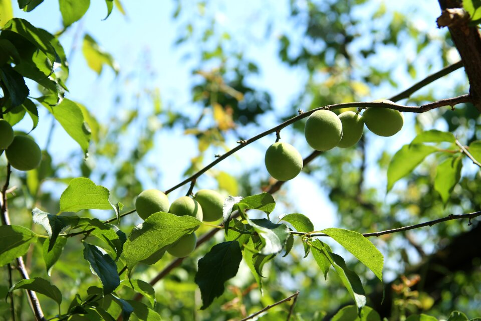 Greenness dong ha dong-plum