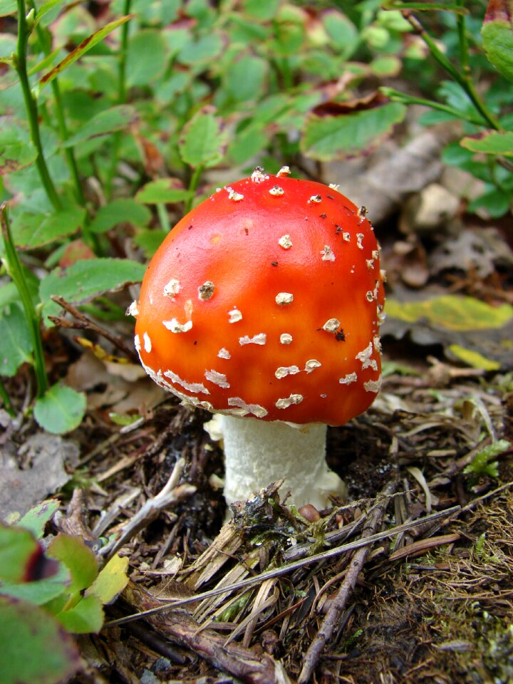 Mushroom fly agaric forest mushroom