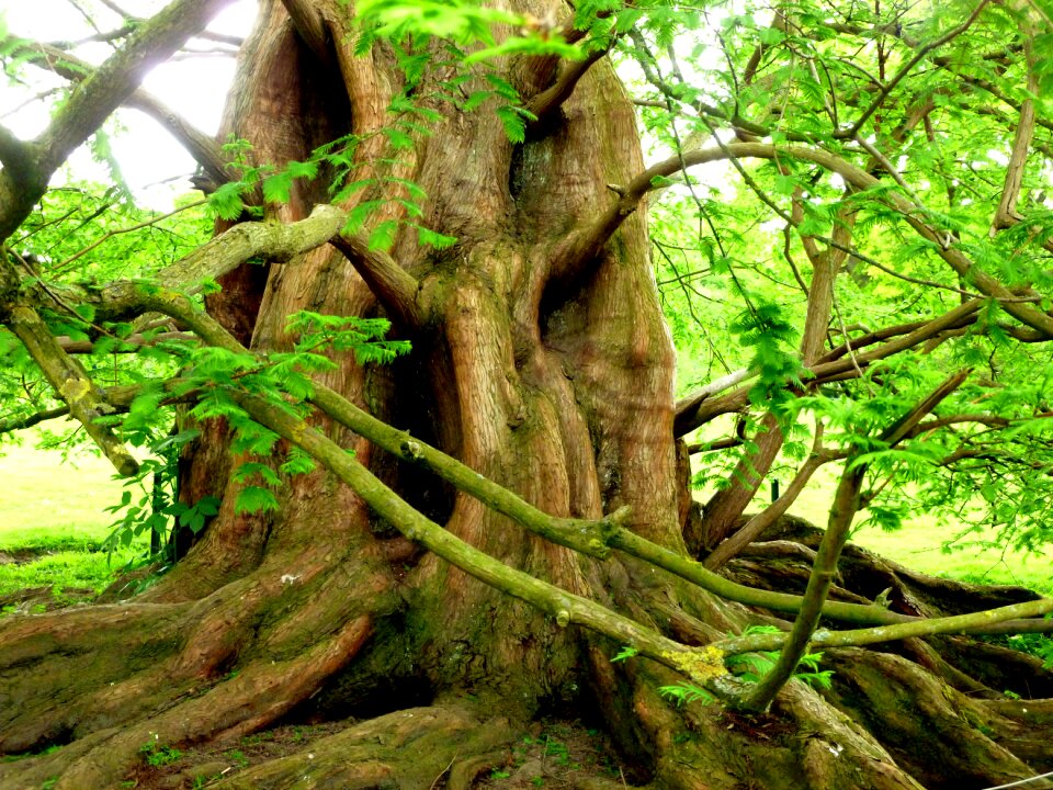 Tribe wood aesthetic