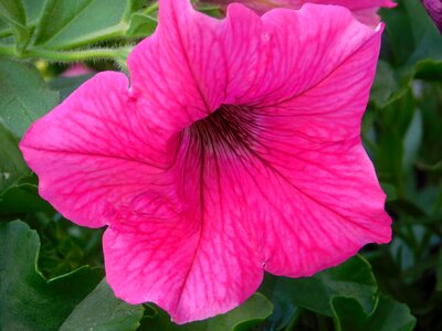 Flowers balcony plant garden