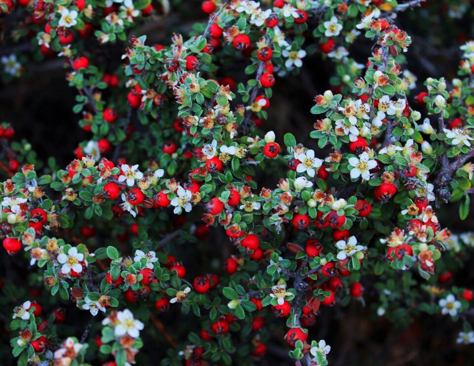 Red and white white flowers flowering bush