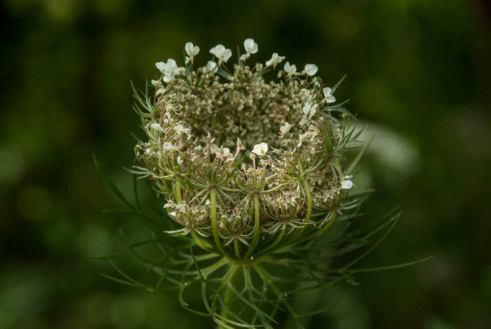Wild flower wild carrot prairie