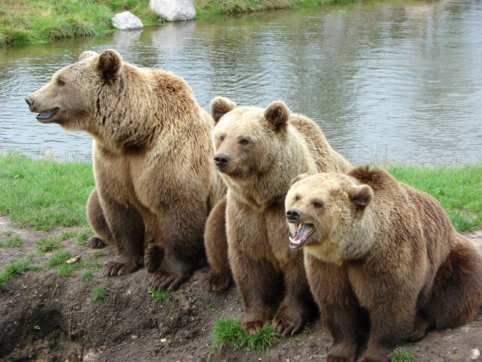 Brown bear zoo wildlife park