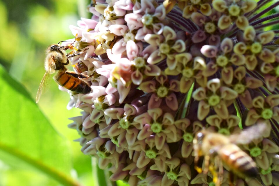 Honey bee flower insect