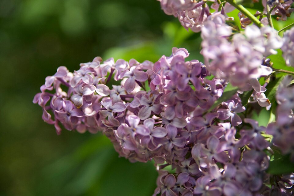 Garden violet flower nature
