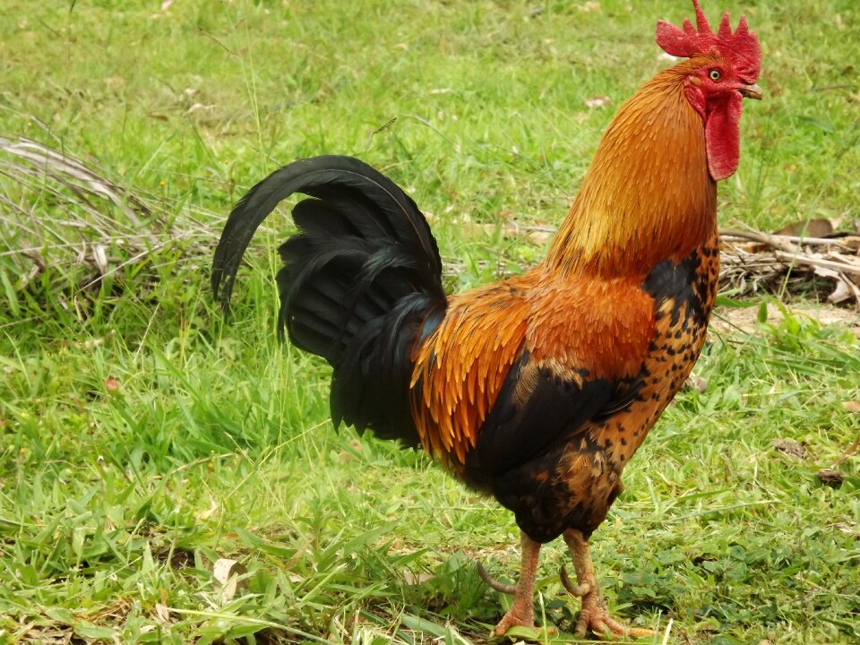 Nature animal farm