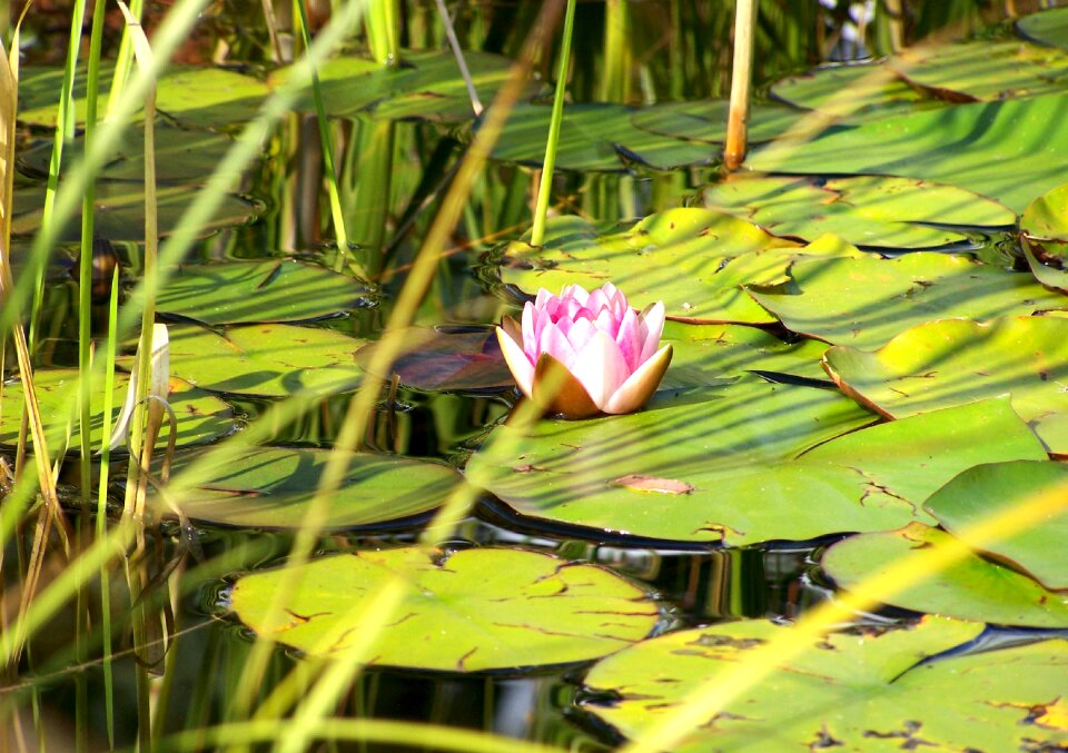 Flower lily pond nature