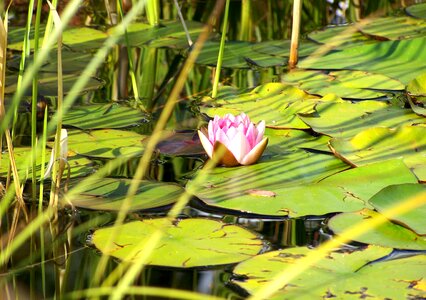 Flower lily pond nature