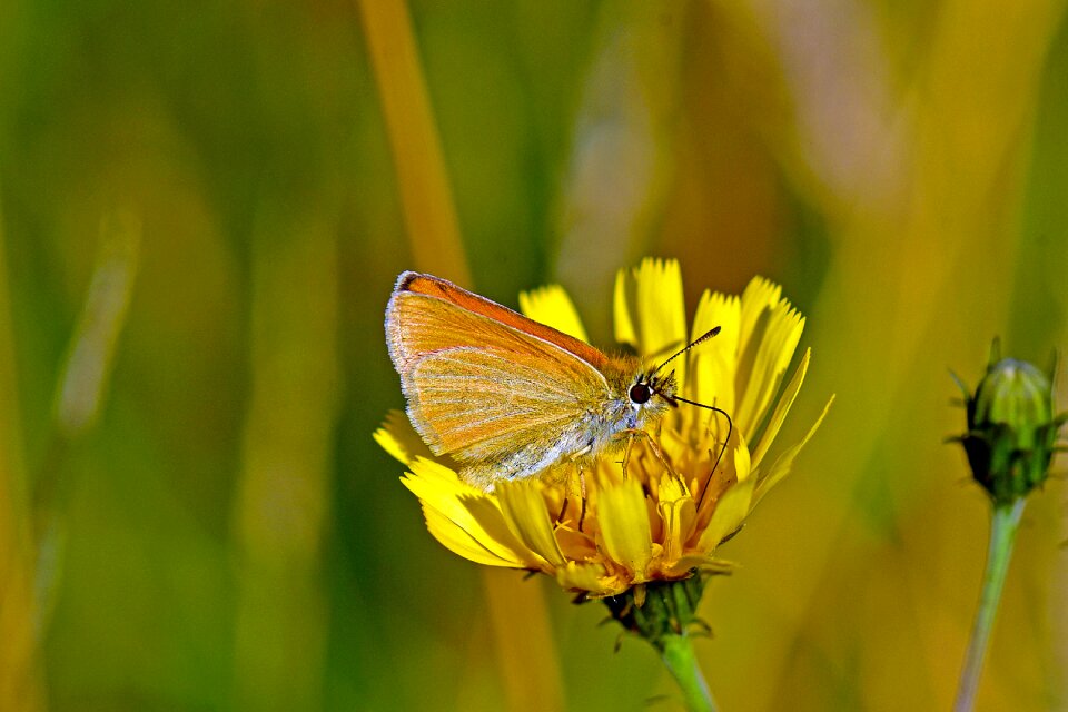 Braunkolbiger skipper butterflies skipper