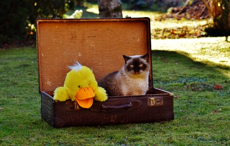 British shorthair duck funny