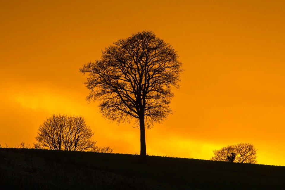 Tree silhouette in the evening