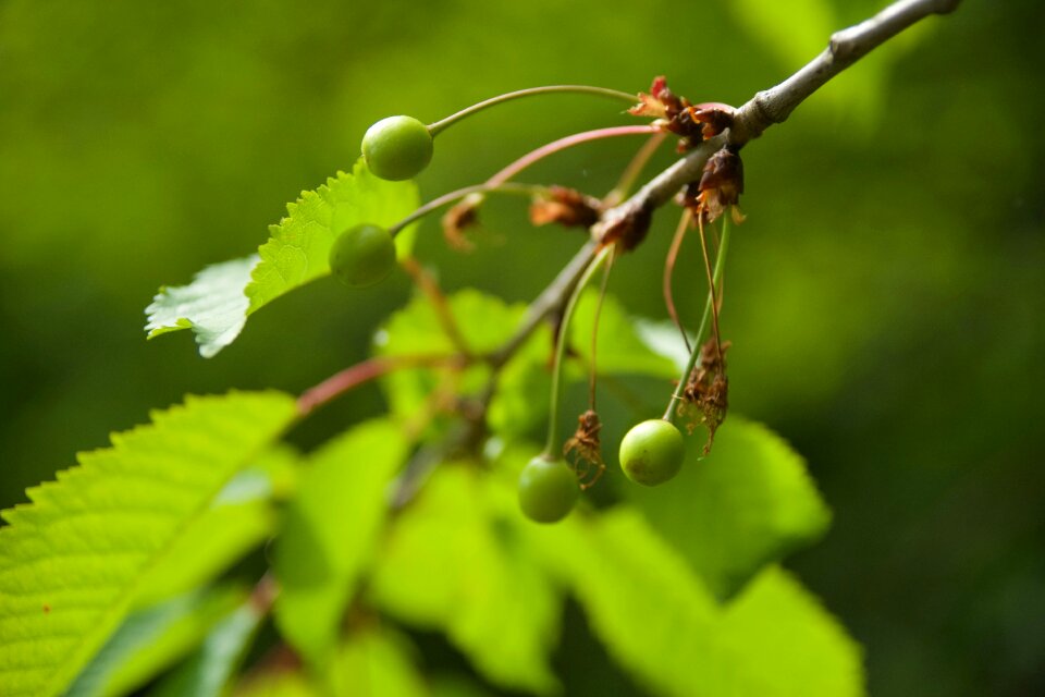 Fruit trees garden cherry