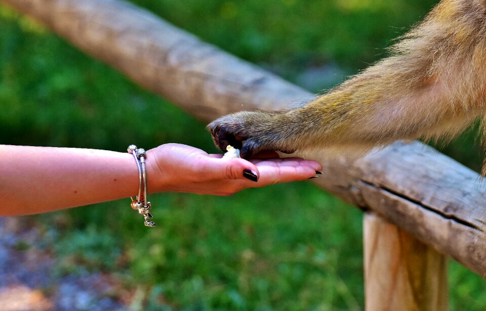 Monkey mountain salem animal wild animal